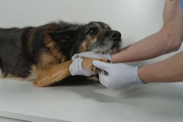 ¿Cuándo existe delito de maltrato animal?