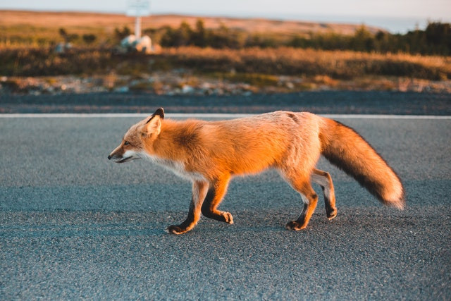 ¿Quién responde en el atropello de animales?