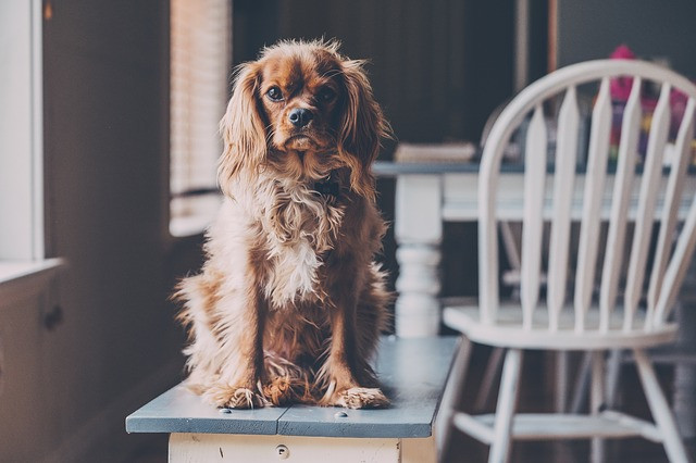 Can my community of owners prevent me from having animals?