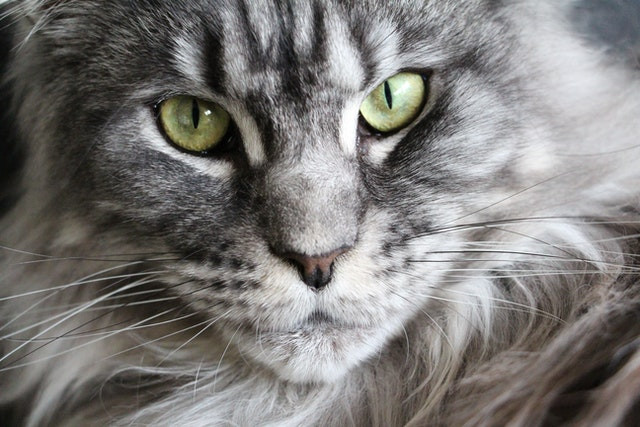 ¿Puedo dejarle la herencia a mi mascota?