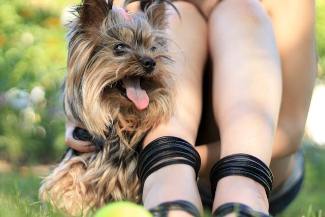 How much can you be fined for abandoning your pet in summer?